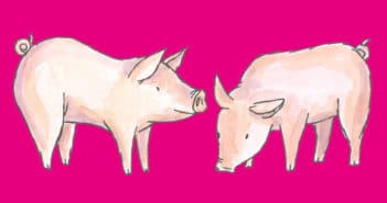 Piglets Adventure Farm Park