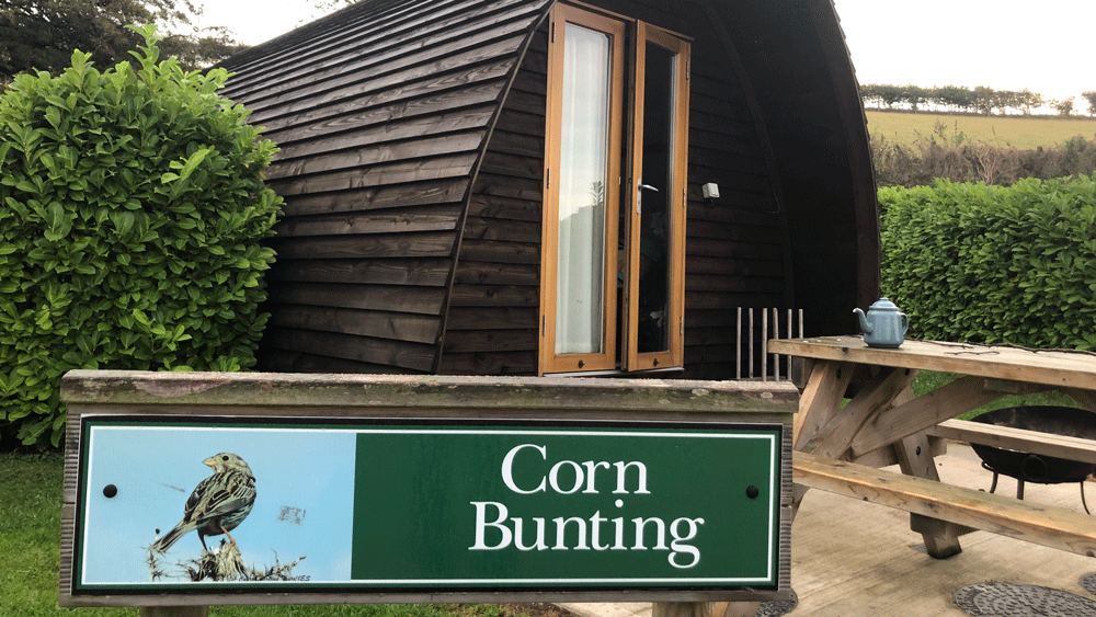 Humble-Bee-Corn-Bunting | Little Vikings - York for Kids