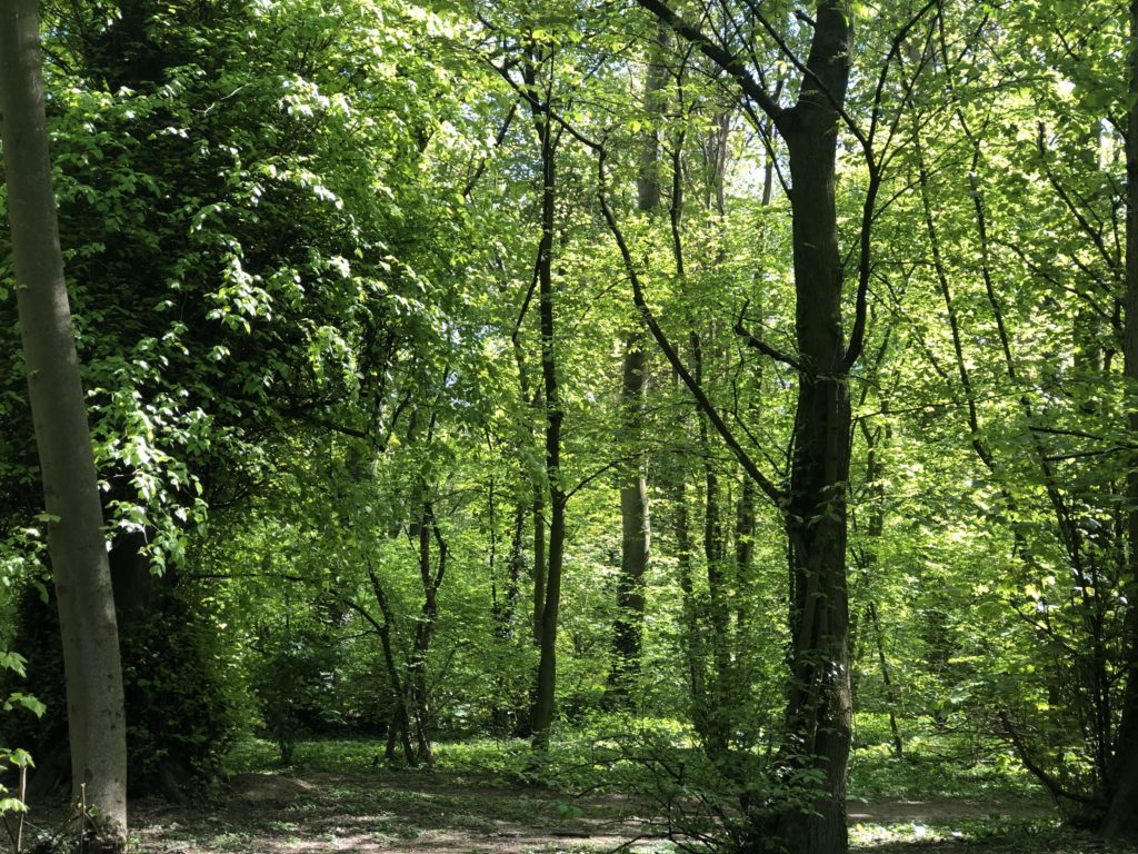 Knavesmire Wood - Woodland walks York