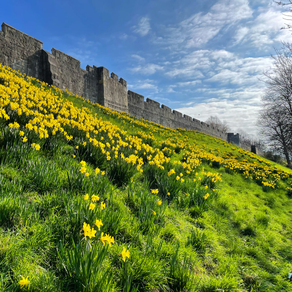 York city walls daffodils