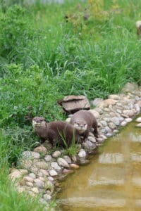 askham bryan wildlife park