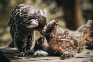 askham bryan wildlife park