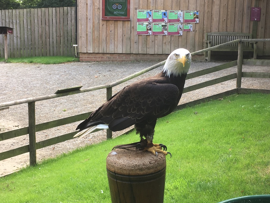 Bird of Prey Centre 