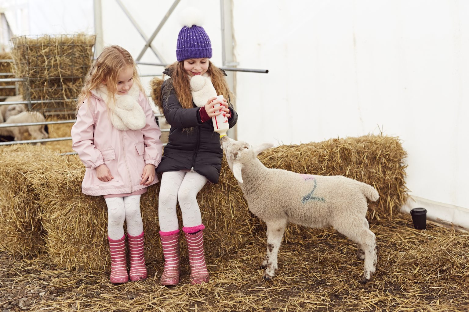 Piglets Adventure Farm • Little Vikings - York for Kids Piglets Adventure Farm