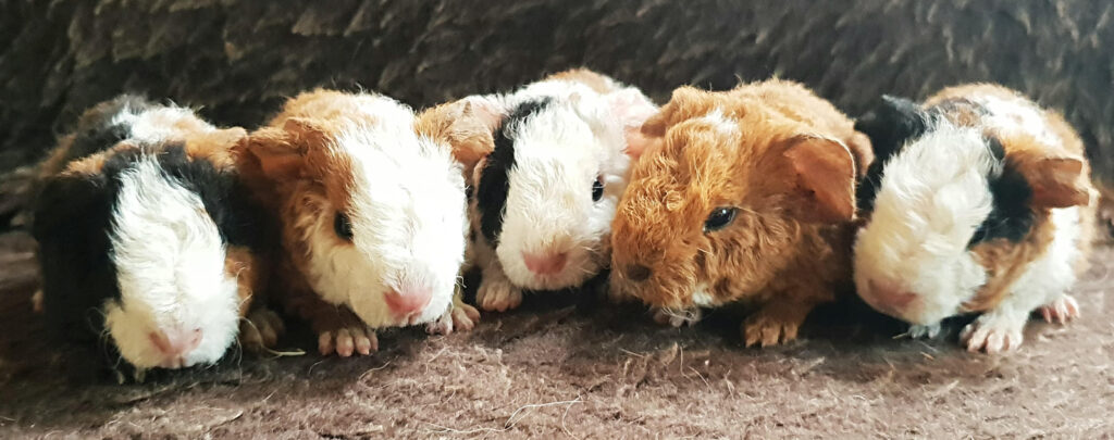 Beetle bank farm guinea pigs