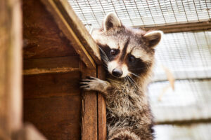 askham bryan wildlife park