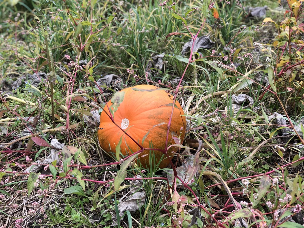 Pumpkin picking york