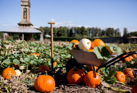 Castle Howard pumpkin