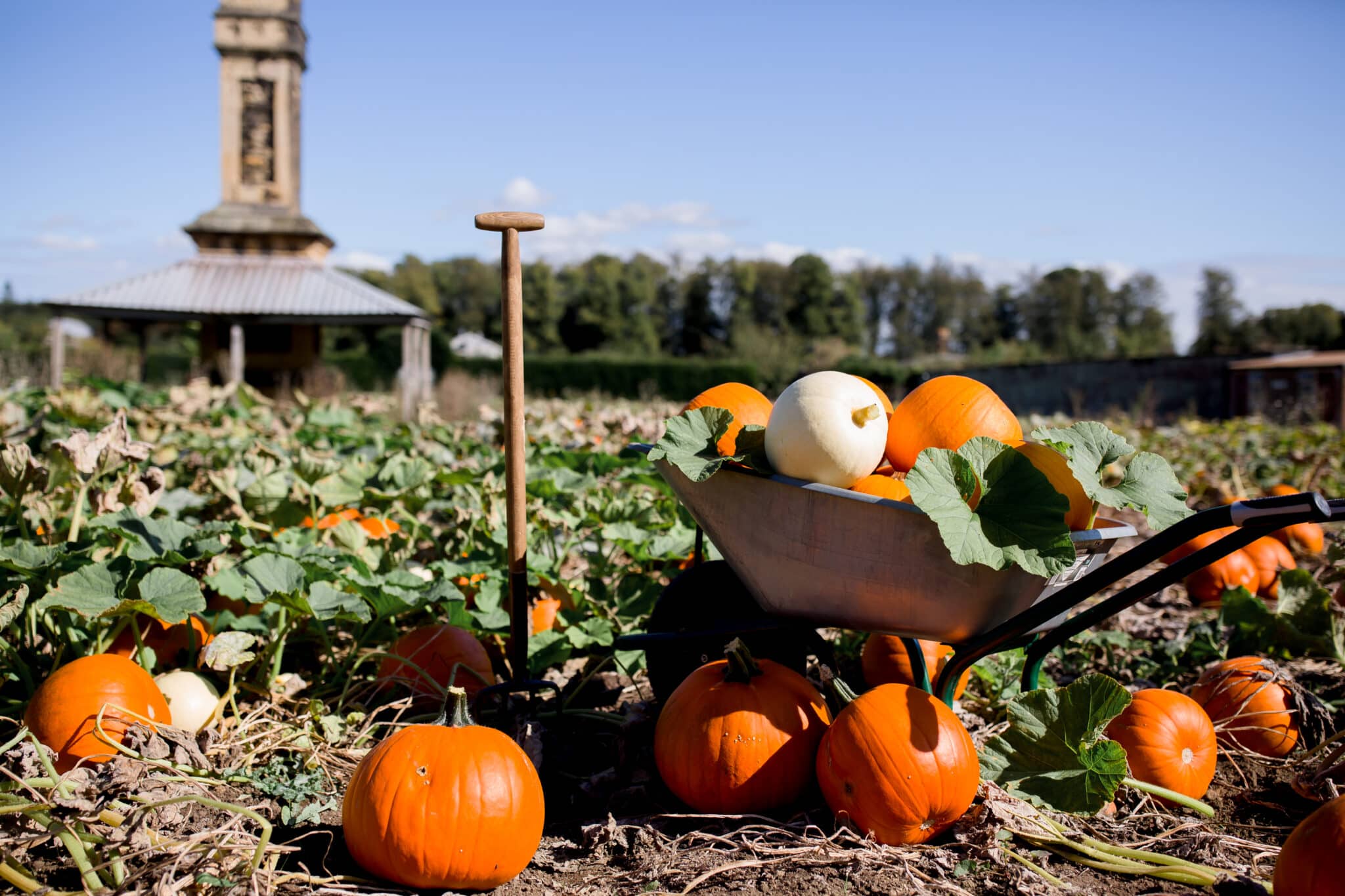 Castle Howard pumpkin