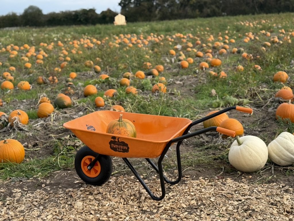 pumpkin patch york • Little Vikings - York for Kids pumpkin patch york