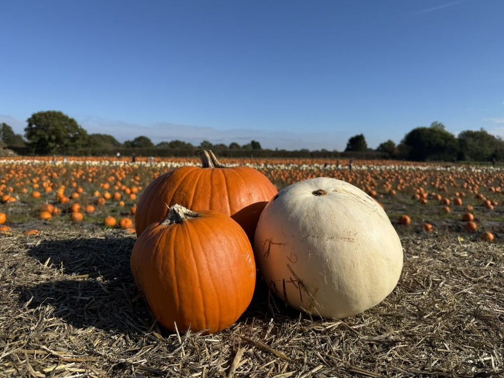 balloon tree • Little Vikings - York for Kids pumpkin picking at the balloon tree