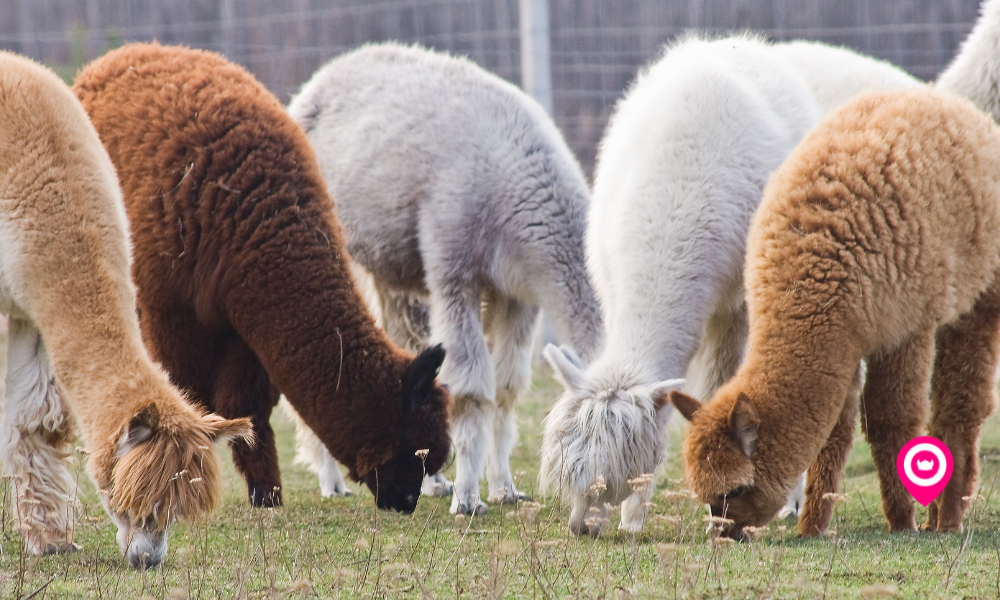 Alpaca • Little Vikings - York for Kids