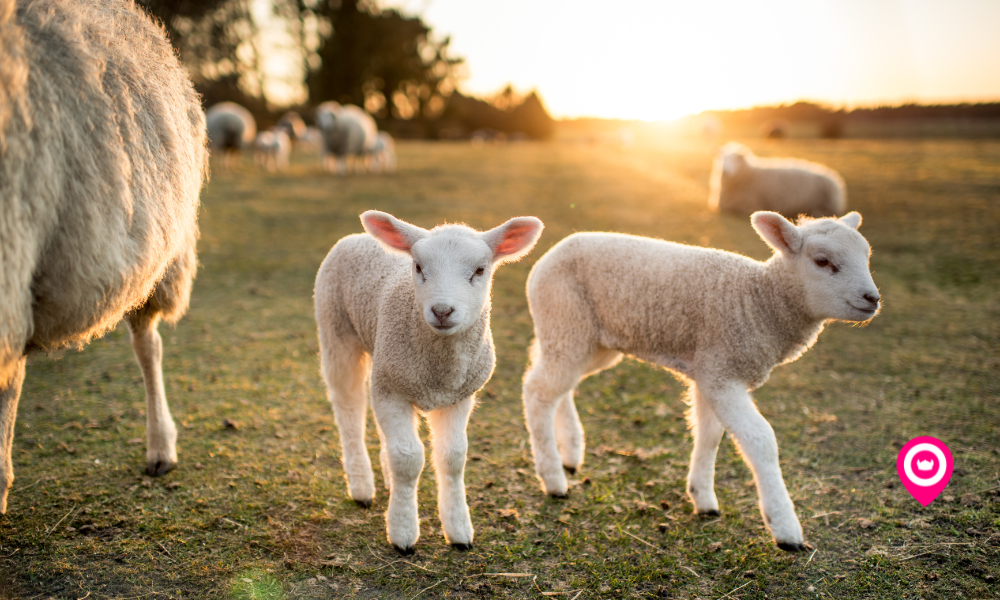 lamb feeding yolk farm • Little Vikings - York for Kids lamb feeding yolk farm