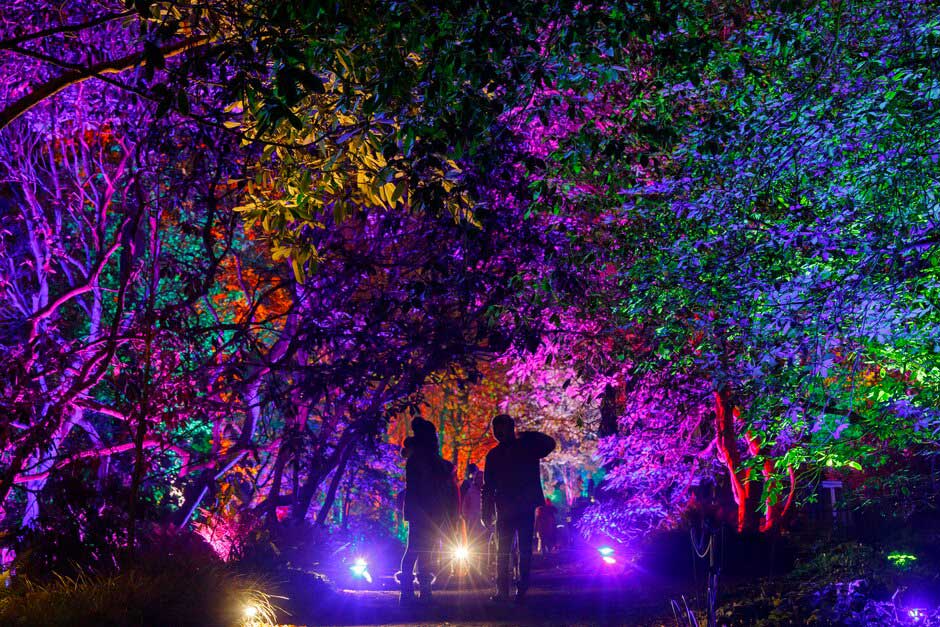 harlow carr glow • Little Vikings - York for Kids The gardens at RHS Harlow Carr lit up with colourful lights during the Glow illuminations event in Harrogate, Yorkshire
