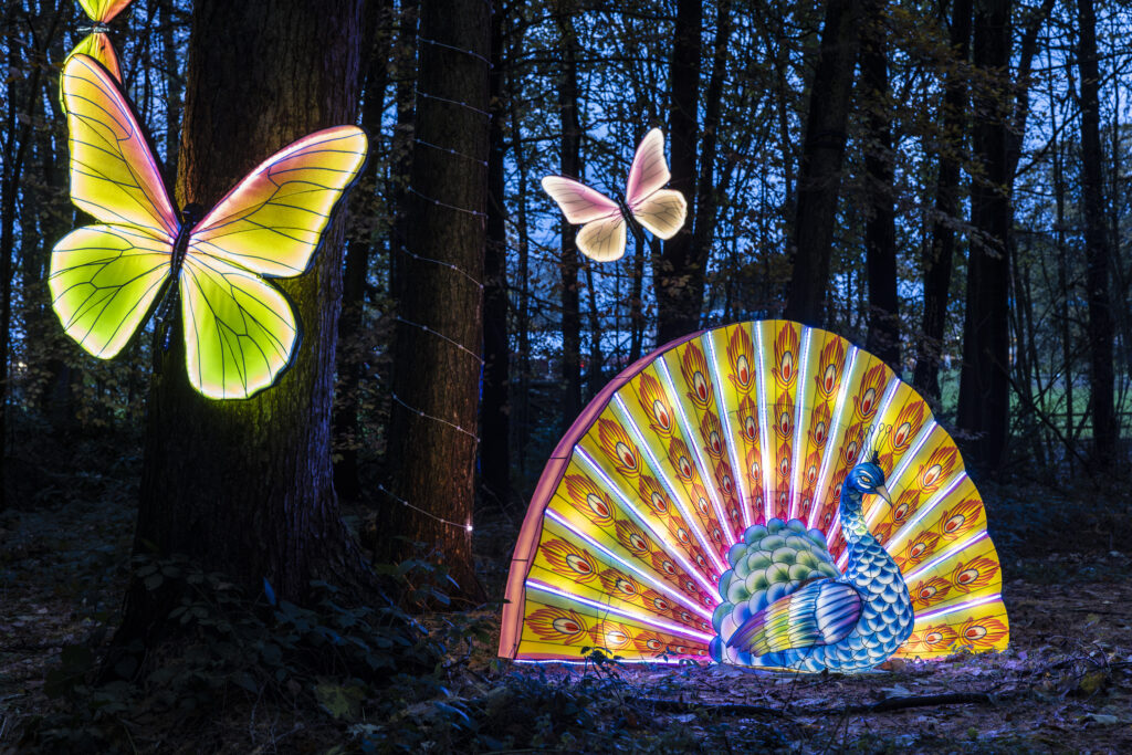 stockeld park illuminations • Little Vikings - York for Kids Families walking through the Stockeld Park Winter Illuminations light trail with glowing trees and festive displays near York