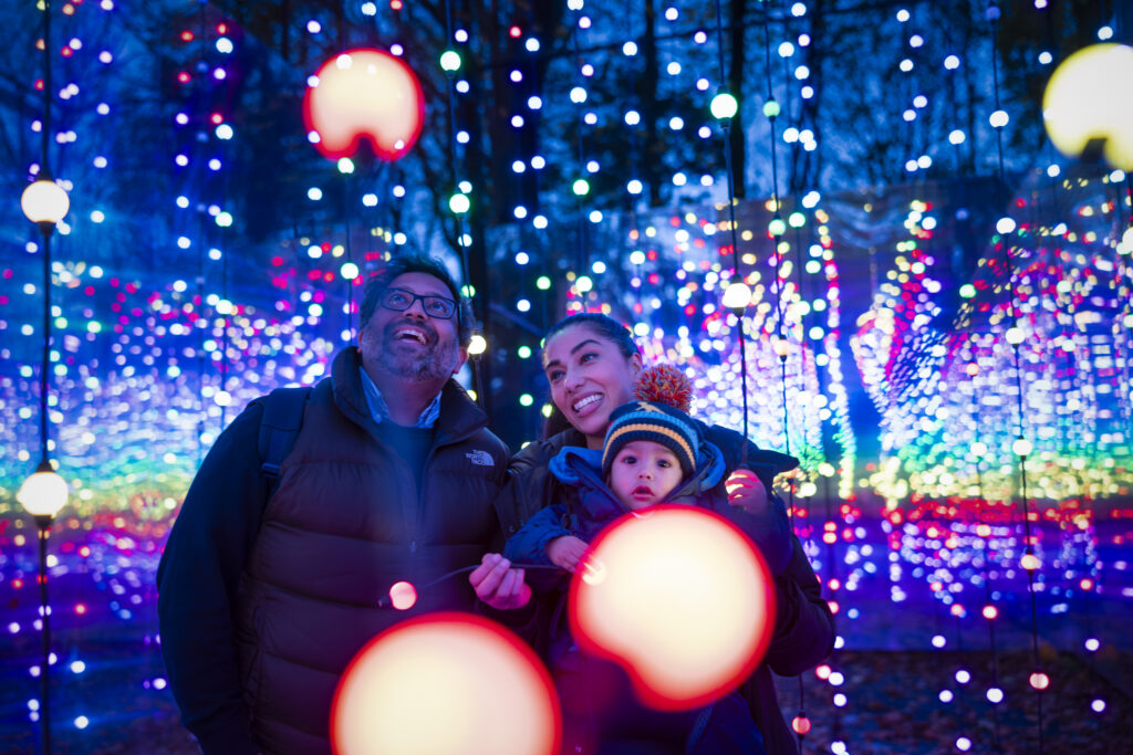 stockeld-xmas23-072 • Little Vikings - York for Kids Families walking through the Stockeld Park Winter Illuminations light trail with glowing trees and festive displays near York