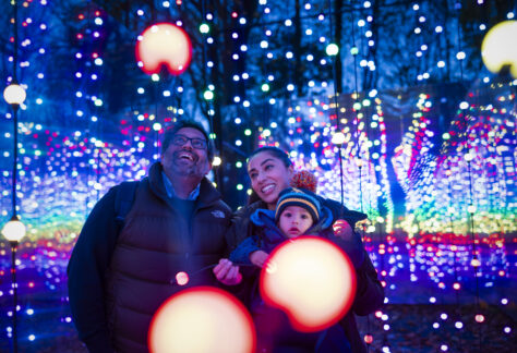 Families walking through the Stockeld Park Winter Illuminations light trail with glowing trees and festive displays near York