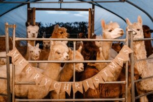 Children meeting friendly alpacas at Sheriff Alpacas near York – a fun, hands-on family experience where you can walk, feed and learn all about these gentle animals in beautiful countryside surroundings.