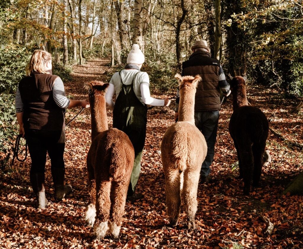 Children meeting friendly alpacas at Sheriff Alpacas near York – a fun, hands-on family experience where you can walk, feed and learn all about these gentle animals in beautiful countryside surroundings.