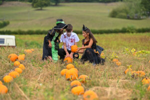families picking pumpkins at stockeld park near York at halloween