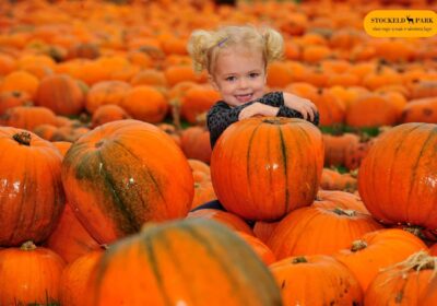 Family enjoying Halloween activities with lights and decorations at Stockeld Park