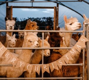 Children meeting friendly alpacas at Sheriff Alpacas near York – a fun, hands-on family experience where you can walk, feed and learn all about these gentle animals in beautiful countryside surroundings.