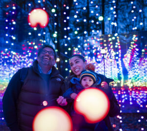 Families walking through the Stockeld Park Winter Illuminations light trail with glowing trees and festive displays near York